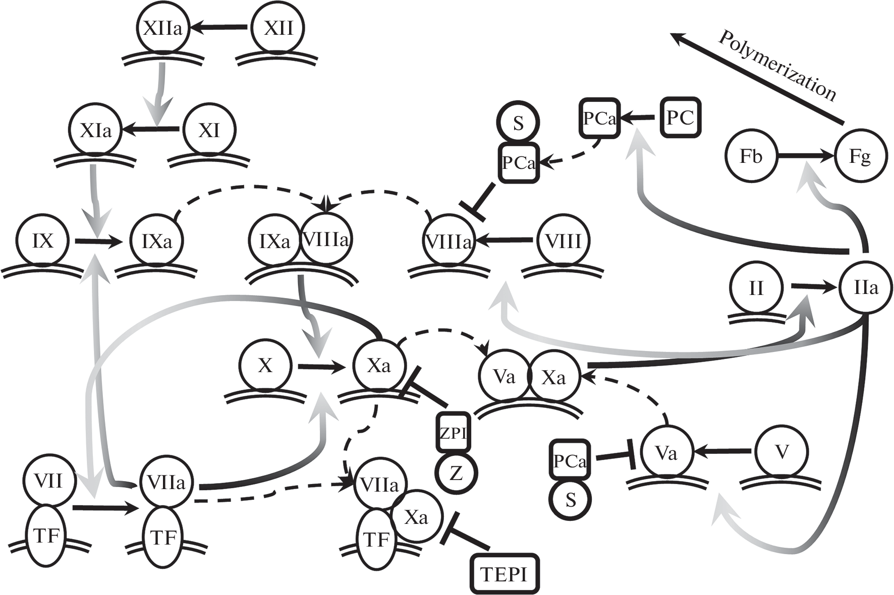 Membrane-Dependent Reactions of Blood Coagulation: Classical View and State-of-the-Art Concepts