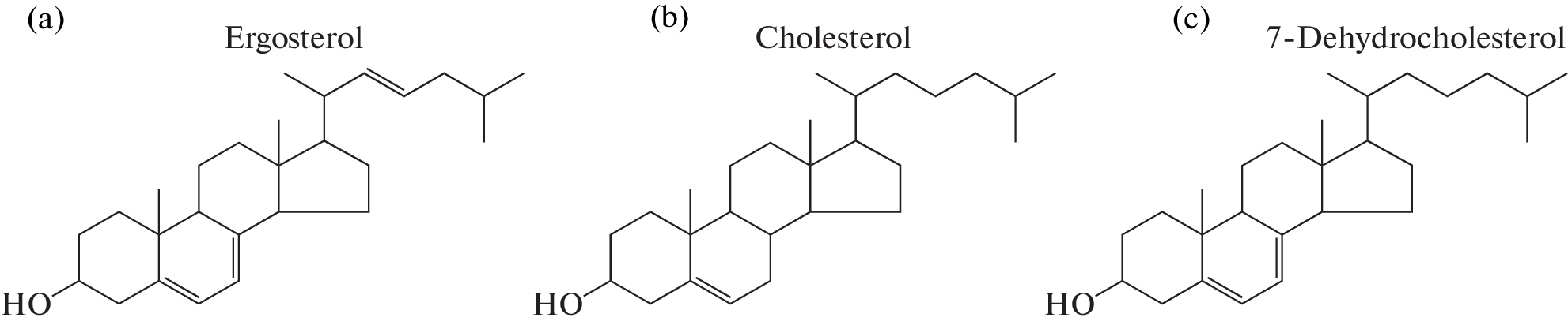 Evolutionary Choice between Cholesterol and Ergosterol