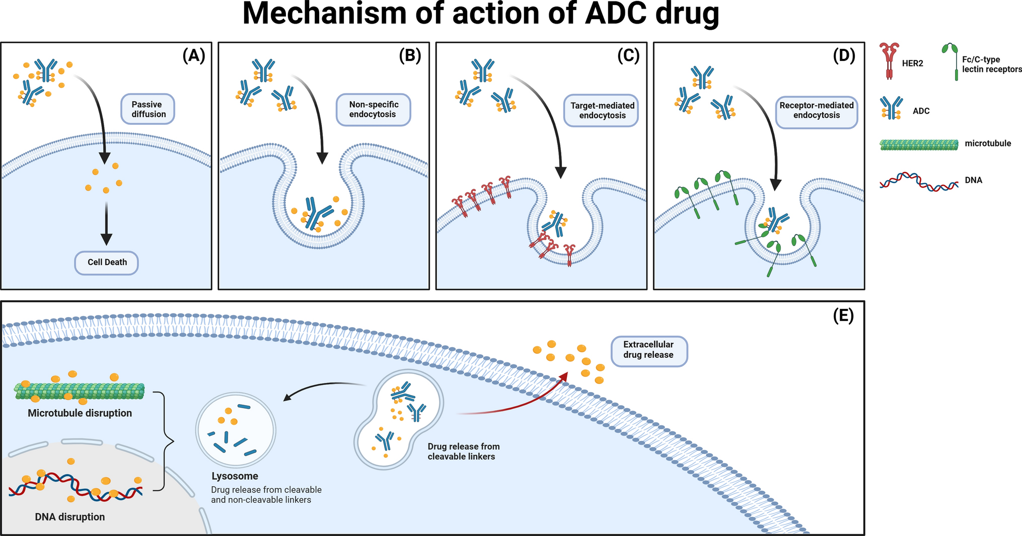 Advancements in research and clinical management of interstitial lung injury associated with ADC drugs administration in breast cancer