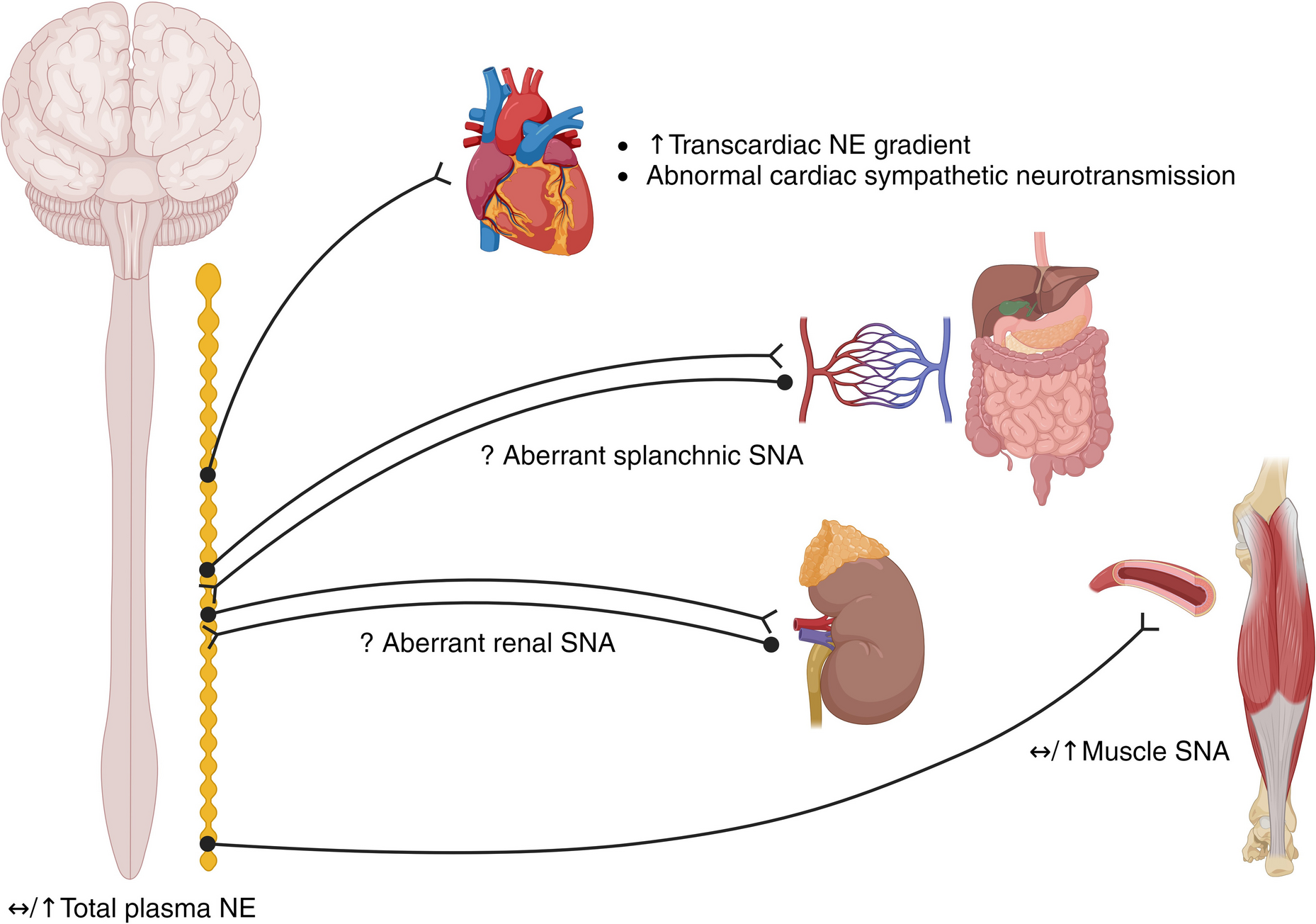 The sympathetic nervous system in heart failure with preserved ejection fraction