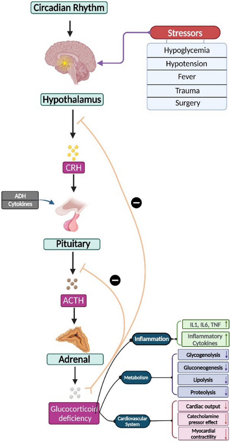 Adrenal crisis-induced cardiogenic shock (ACCS): a comprehensive review