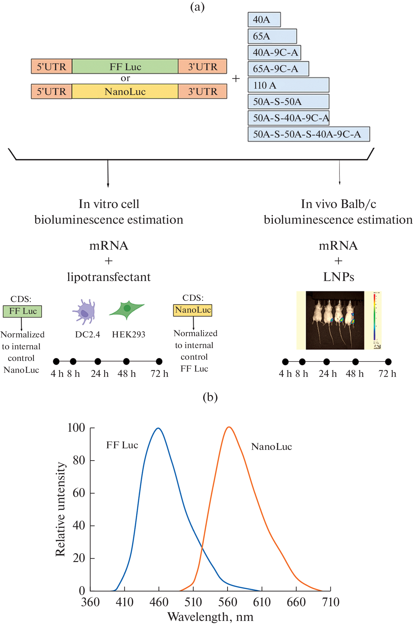 Effects of Various Poly(A) Tails on Luciferase Expression