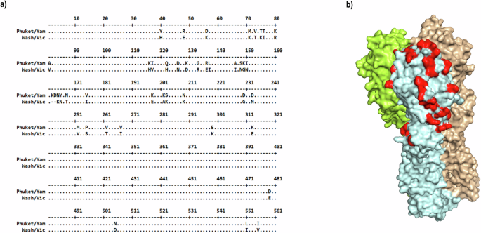 Development of broadly protective influenza B vaccines