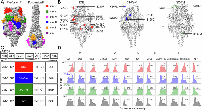 DS2 designer pre-fusion F vaccine induces strong and protective antibody response against RSV infection