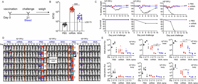 Mpox mRNA-1769 vaccine inhibits orthopoxvirus replication at intranasal, intrarectal, and cutaneous sites of inoculation