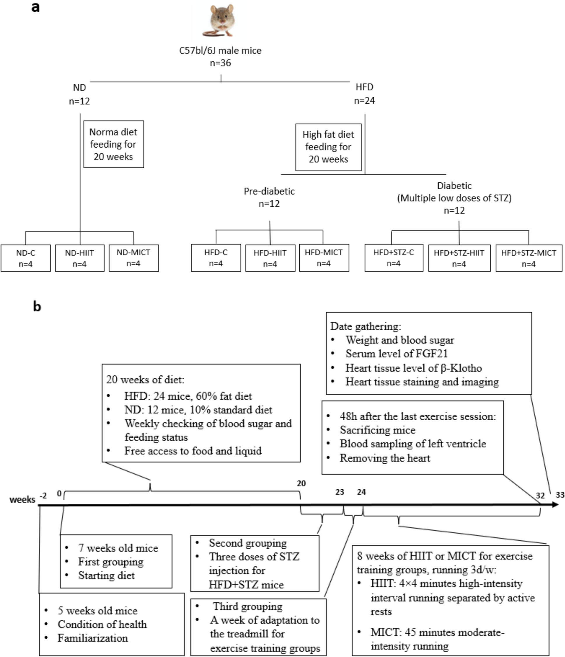 Effects of exercise intensity and diet on cardiac tissue structure and FGF21/β-Klotho signaling in type 2 diabetic mice: a comparative study of HFD and HFD + STZ induced type 2 diabetes models in mice