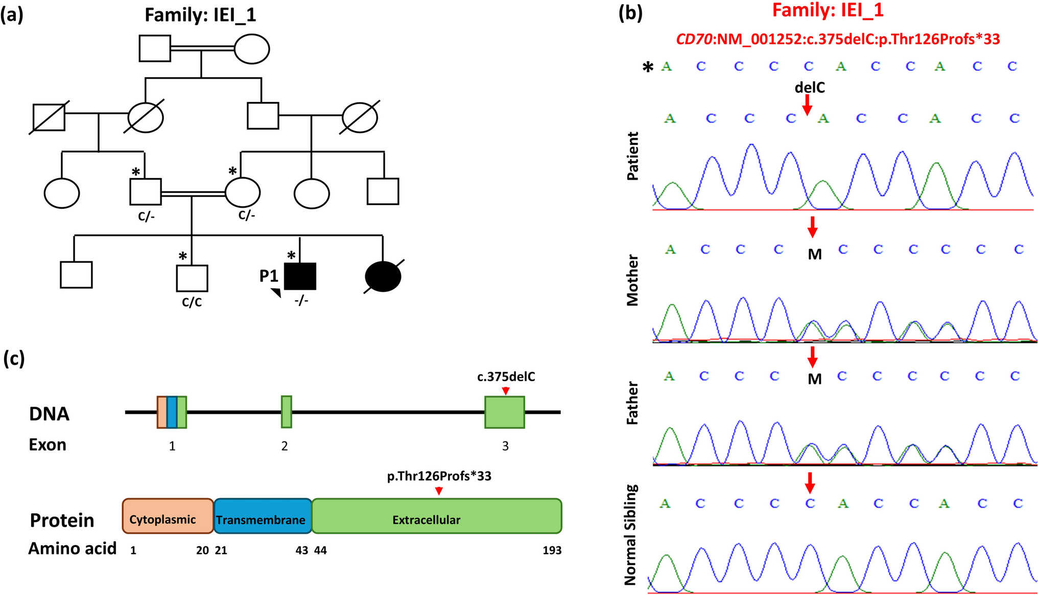 Sequence variants underlying severe combined immunodeficiency and leukocyte adhesion deficiency type 1 in six consanguineous families