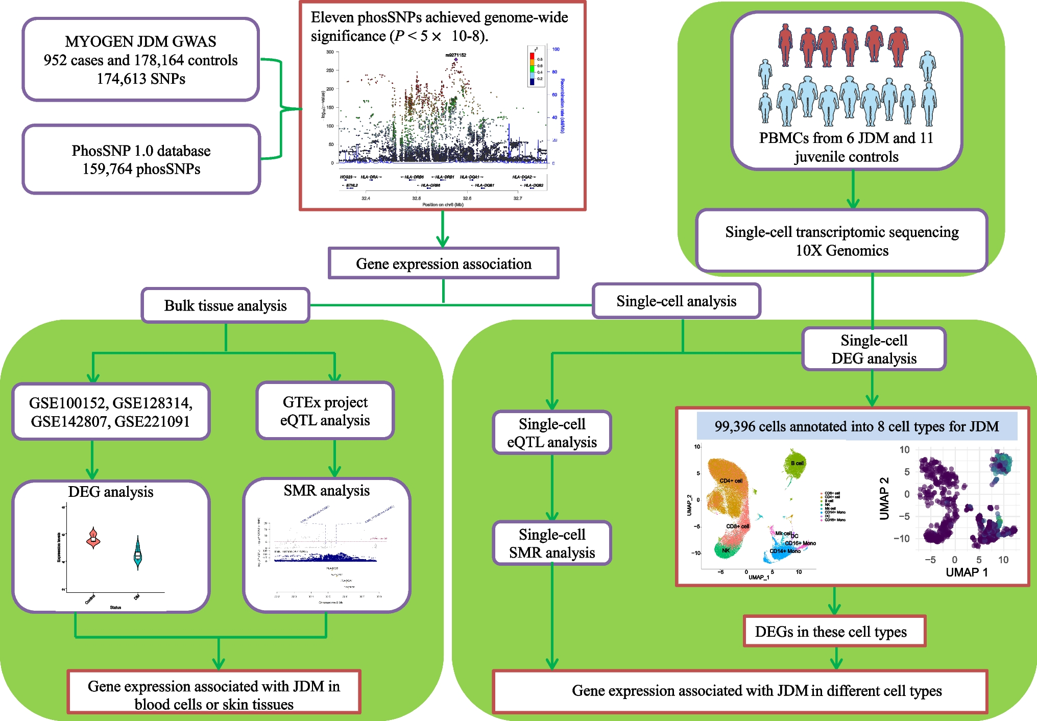 Decoding the genetic landscape of juvenile dermatomyositis: insights from phosphorylation-associated single nucleotide polymorphisms