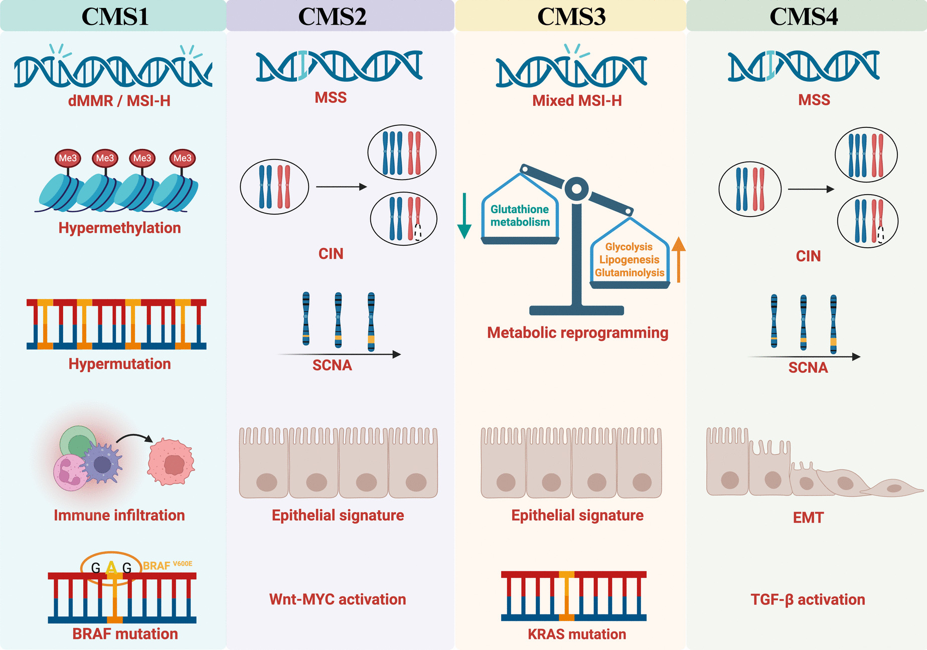 From Subtypes to Solutions: Integrating CMS Classification with Precision Therapeutics in Colorectal Cancer