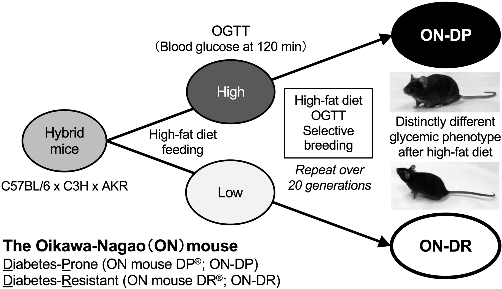 Unraveling the pathophysiology of type 2 diabetes with a new selectively bred animal model, the Oikawa-Nagao mouse