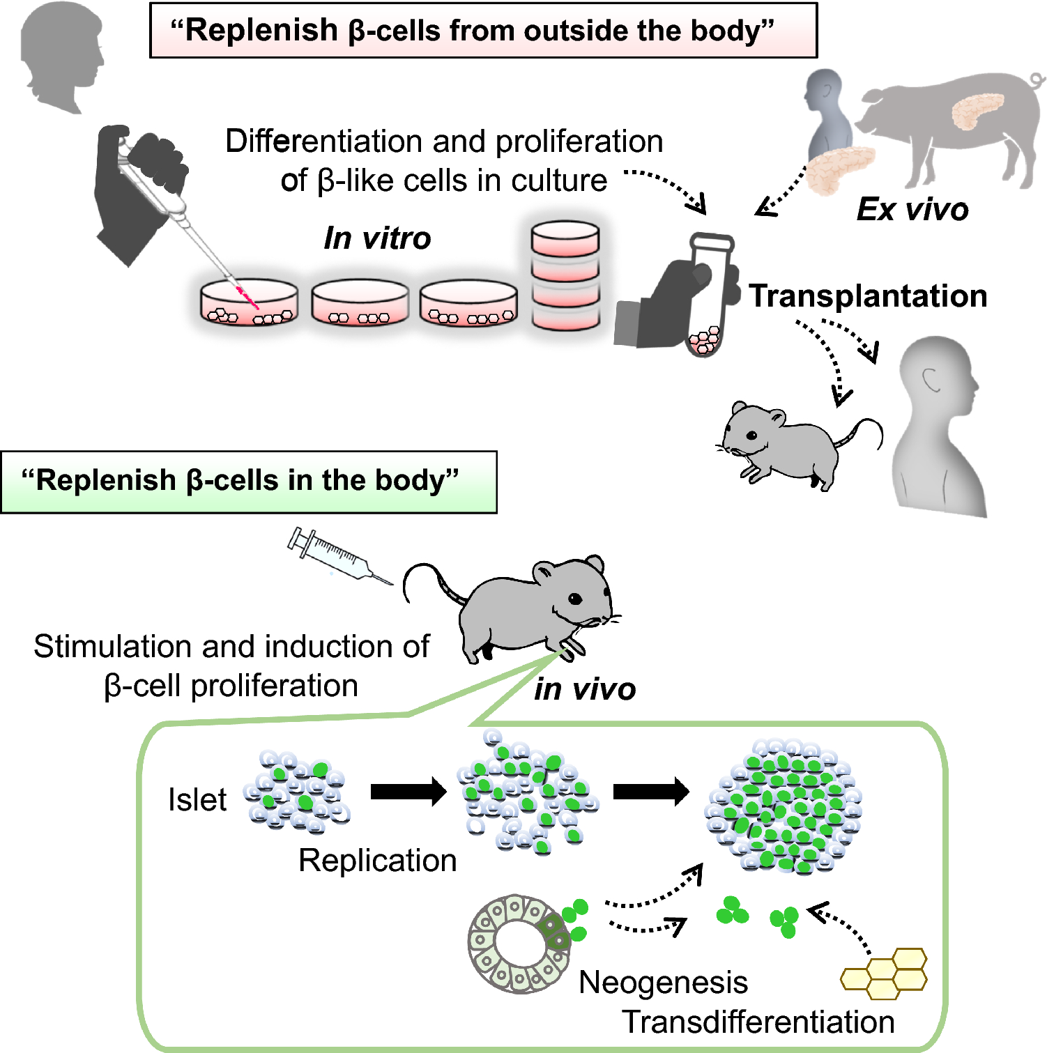 Differentiation, reduction, and proliferation of pancreatic β-cells and their regulatory factors