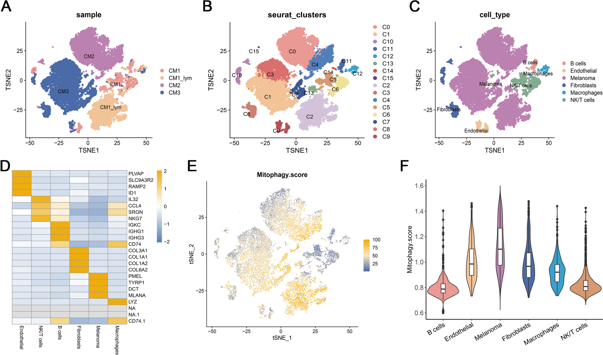 The role of mitophagy-related genes in prognosis and immunotherapy of cutaneous melanoma: a comprehensive analysis based on single-cell RNA sequencing and machine learning