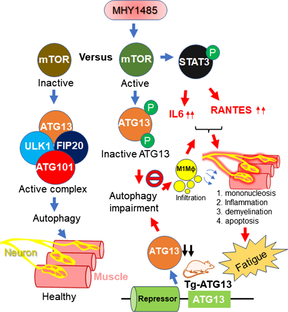 Inactivation of ATG13 stimulates chronic demyelinating pathologies in muscle-serving nerves and spinal cord