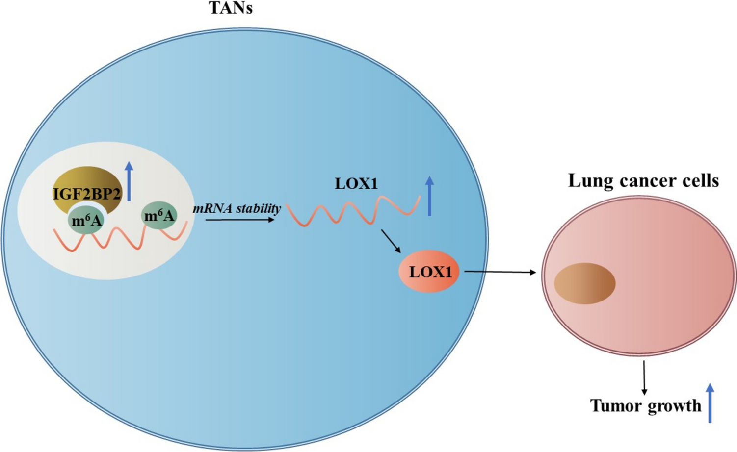 IGF2BP2 promotes lung adenocarcinoma progression by regulating LOX1 and tumor-associated neutrophils