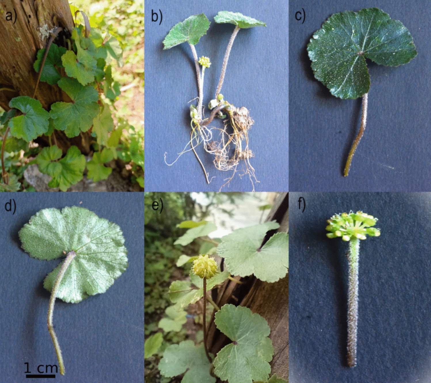 Phylogenetic exploration, codon usage bias, and genomic divergence in Hydrocotyle: a comparative plastome study across different geographical locations