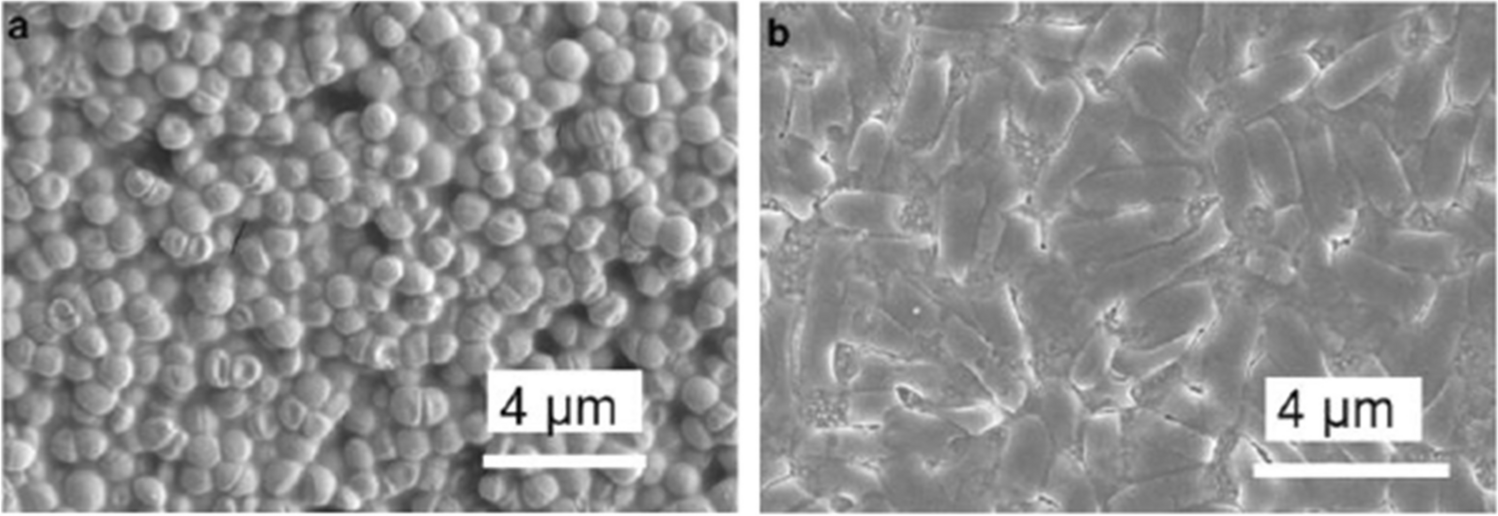 Correction to: SERS characterization of aggregated and isolated bacteria deposited on silver-based substrates