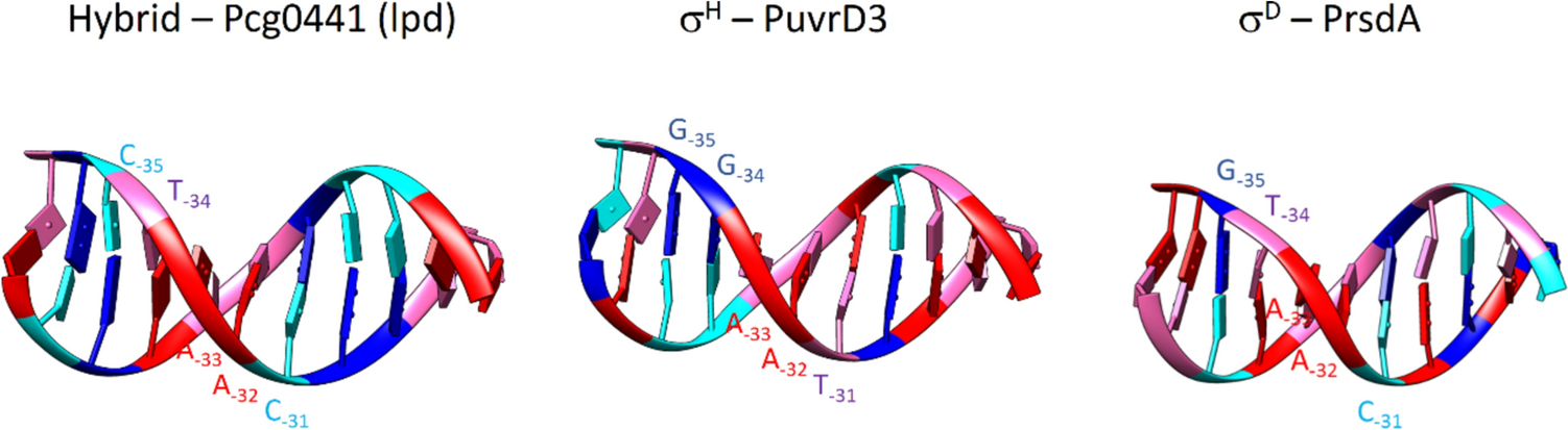 Promoter recognition specificity of Corynebacterium glutamicum stress response sigma factors σD and σH deciphered using computer modeling and point mutagenesis