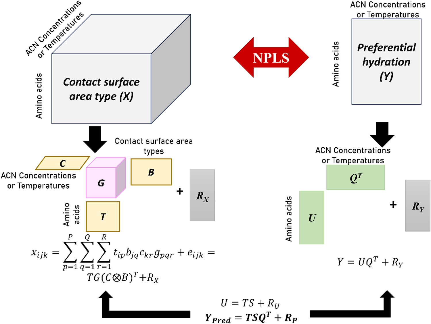 Understanding the relationship between preferential interactions of peptides in water-acetonitrile mixtures with protein-solvent contact surface area