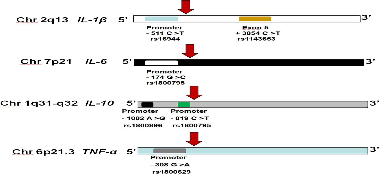 Implications of cytokine genes polymorphisms in Jordanian patients with obsessive compulsive disorder