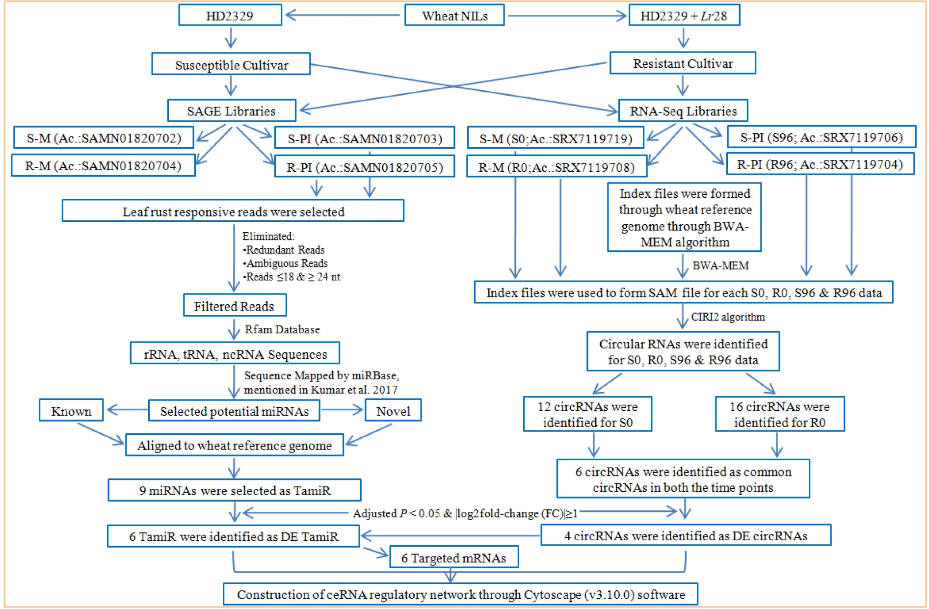 Elucidating circRNA-miRNA-mRNA competing endogenous regulatory RNA network during leaf rust pathogenesis in wheat (Triticum aestivum L.)