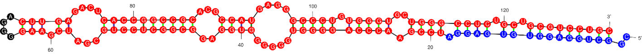 pmiRScan: a LightGBM based method for prediction of animal pre-miRNAs