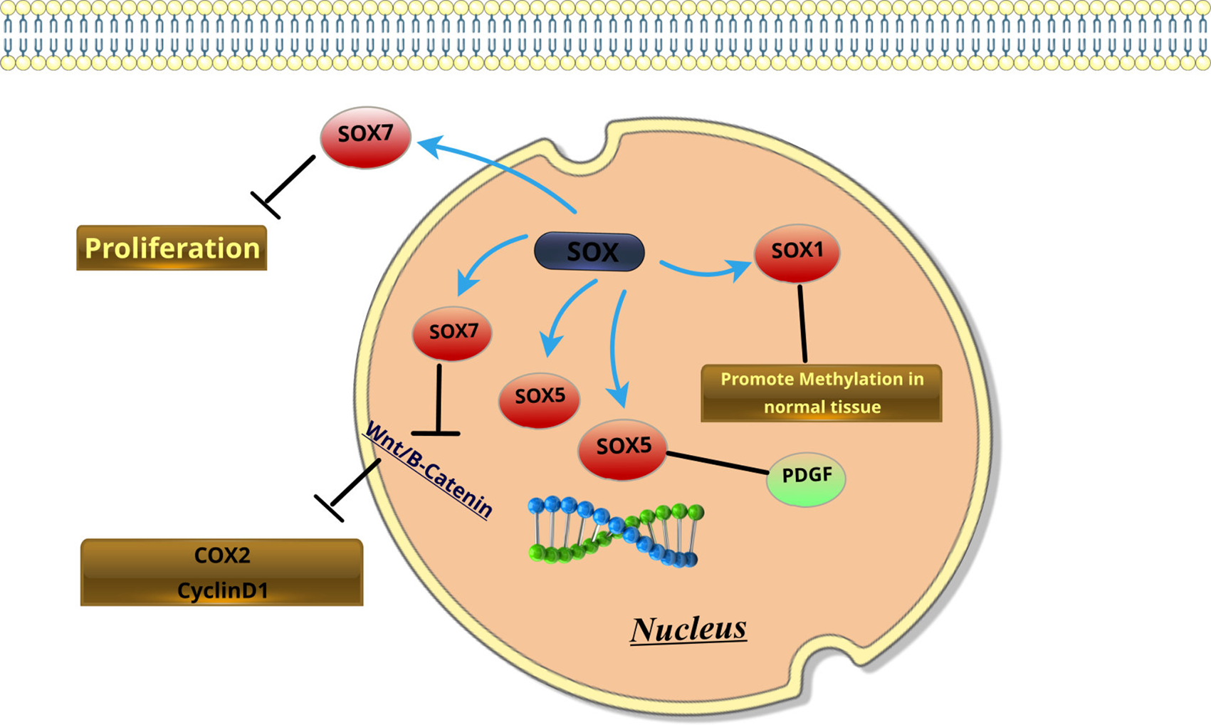 A cutting-edge investigation of the multifaceted role of SOX family genes in cancer pathogenesis through the modulation of various signaling pathways