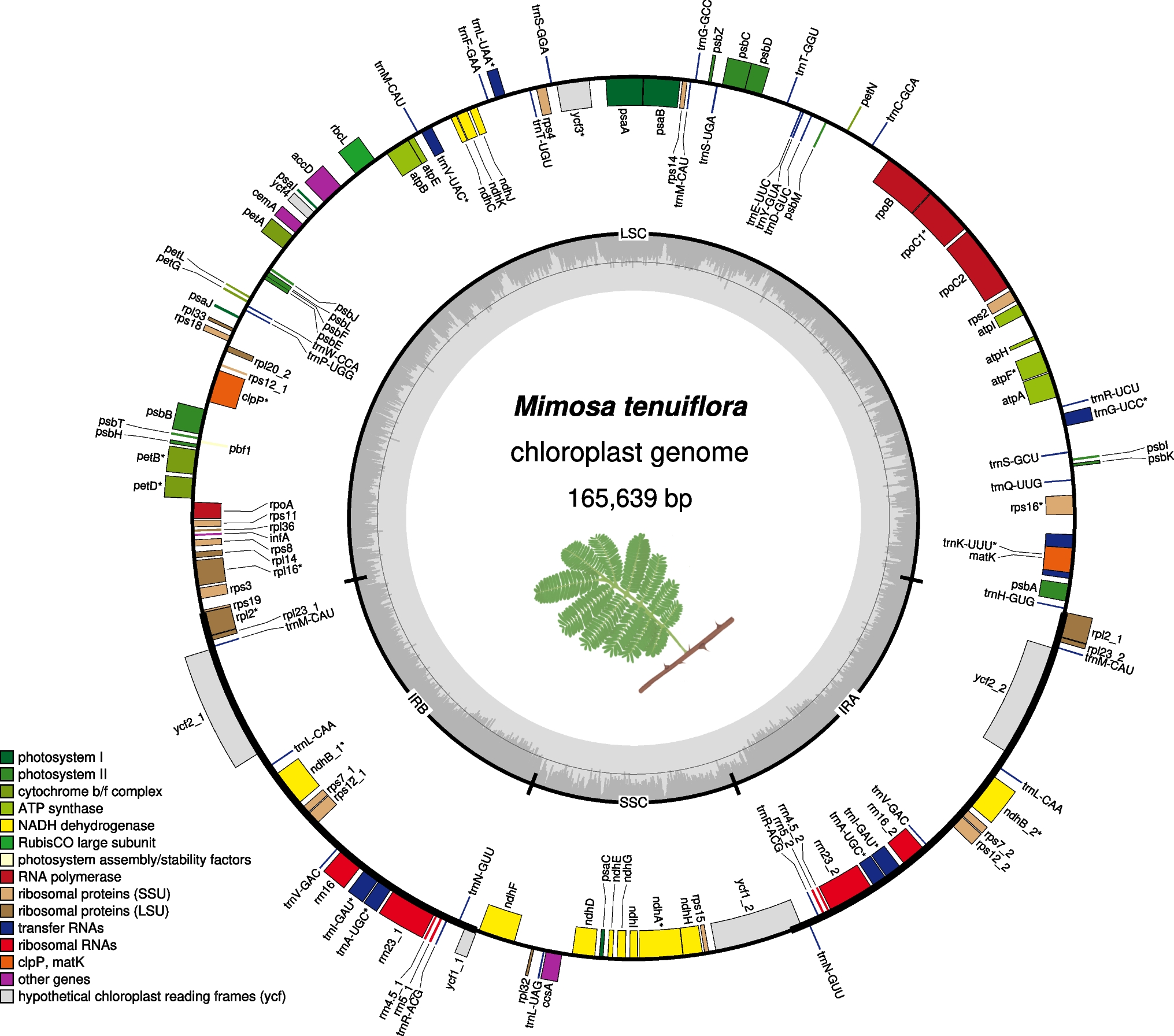 Unraveling the organellar genomic landscape of the therapeutic and entheogenic plant Mimosa tenuiflora: insights into genetic, structural, and evolutionary dynamics