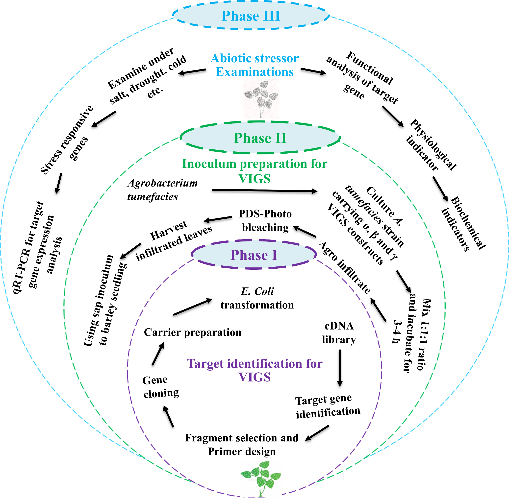 Barley stripe mosaic virus-induced gene silencing for functional validation of abiotic stress in barley