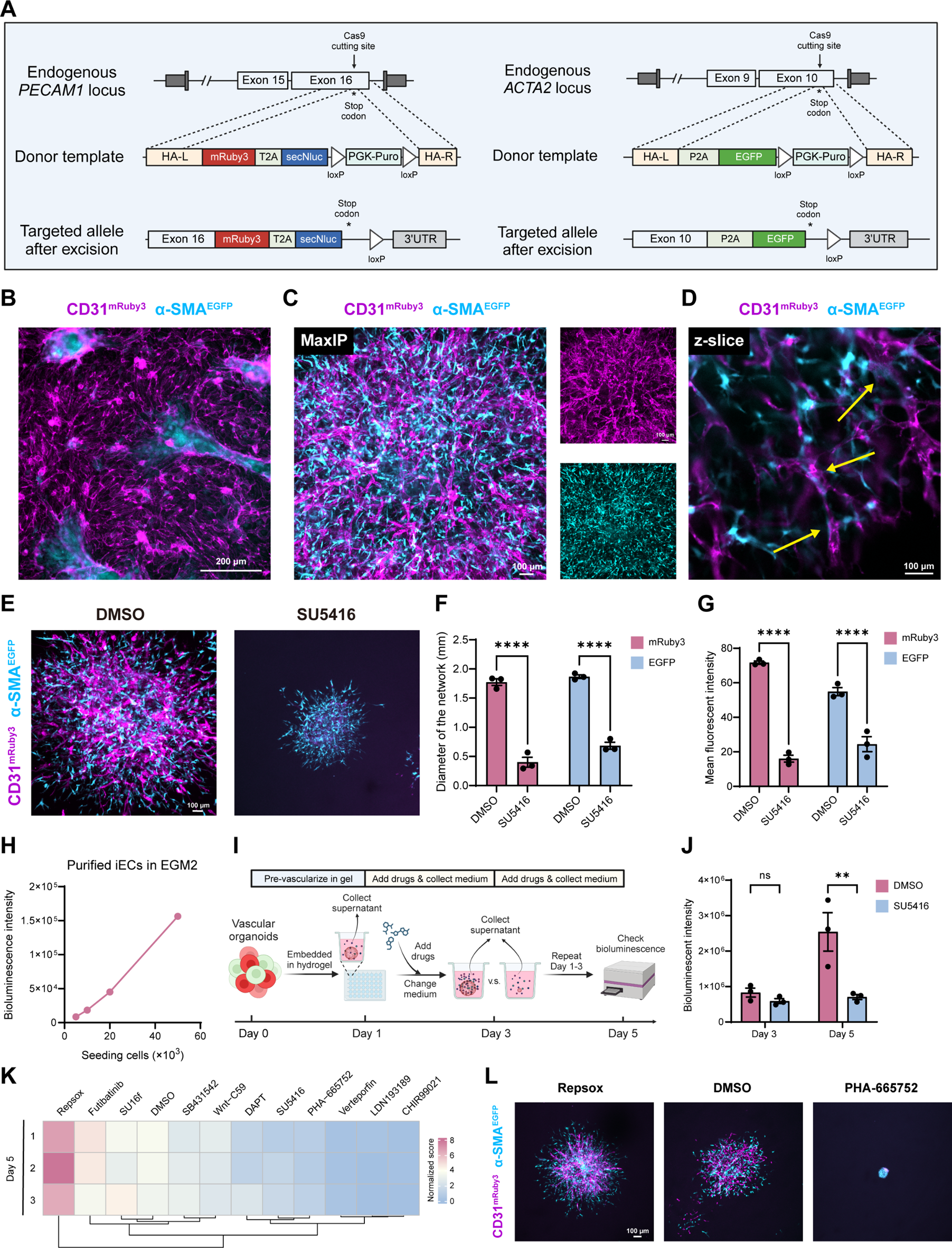 A novel quantitative angiogenesis assay based on visualized vascular organoid