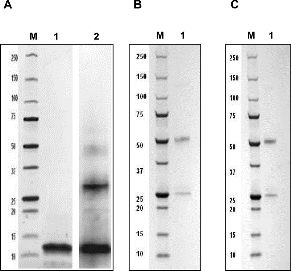 Functional characterization of novel anti-DEFA5 monoclonal antibody clones 1A8 and 4F5 in inflammatory bowel disease colitis tissues