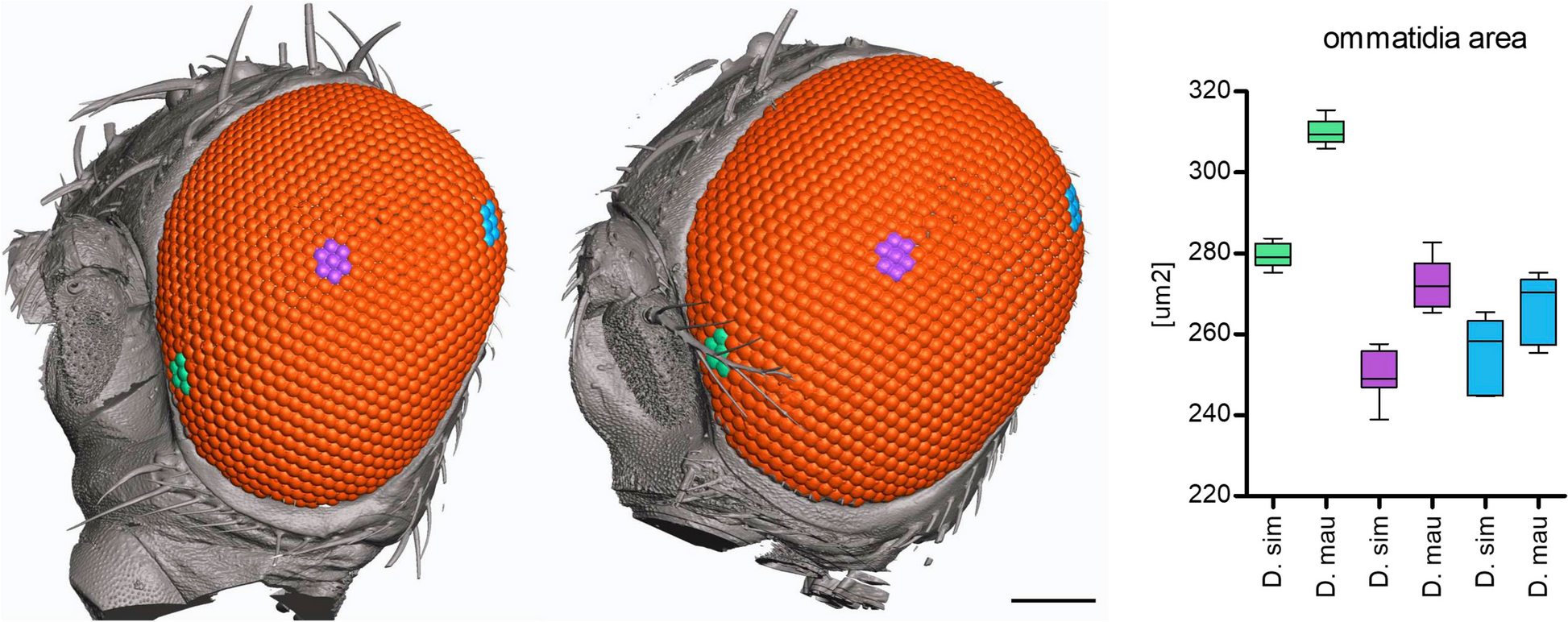 Heterochrony in orthodenticle expression is associated with ommatidial size variation between Drosophila species