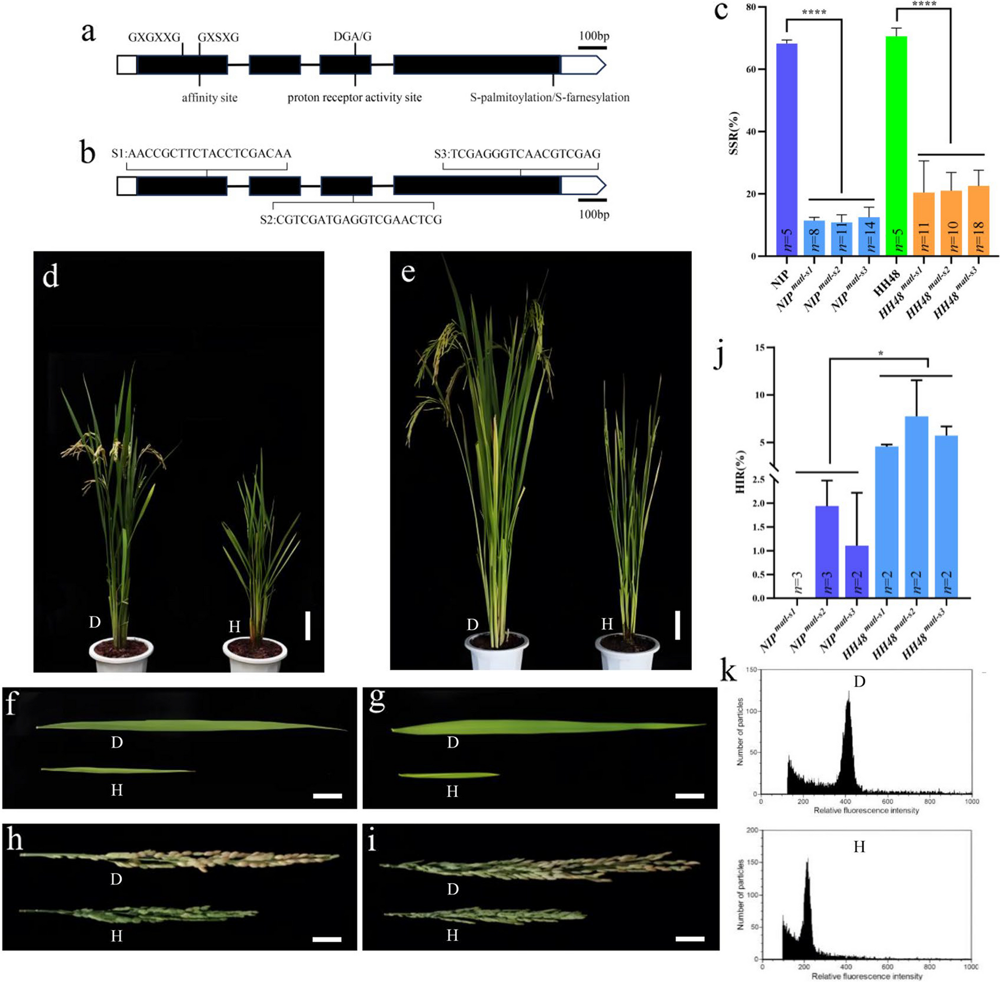 The haploid induction ability analysis of various mutation of OsMATL and OsDMPs in rice