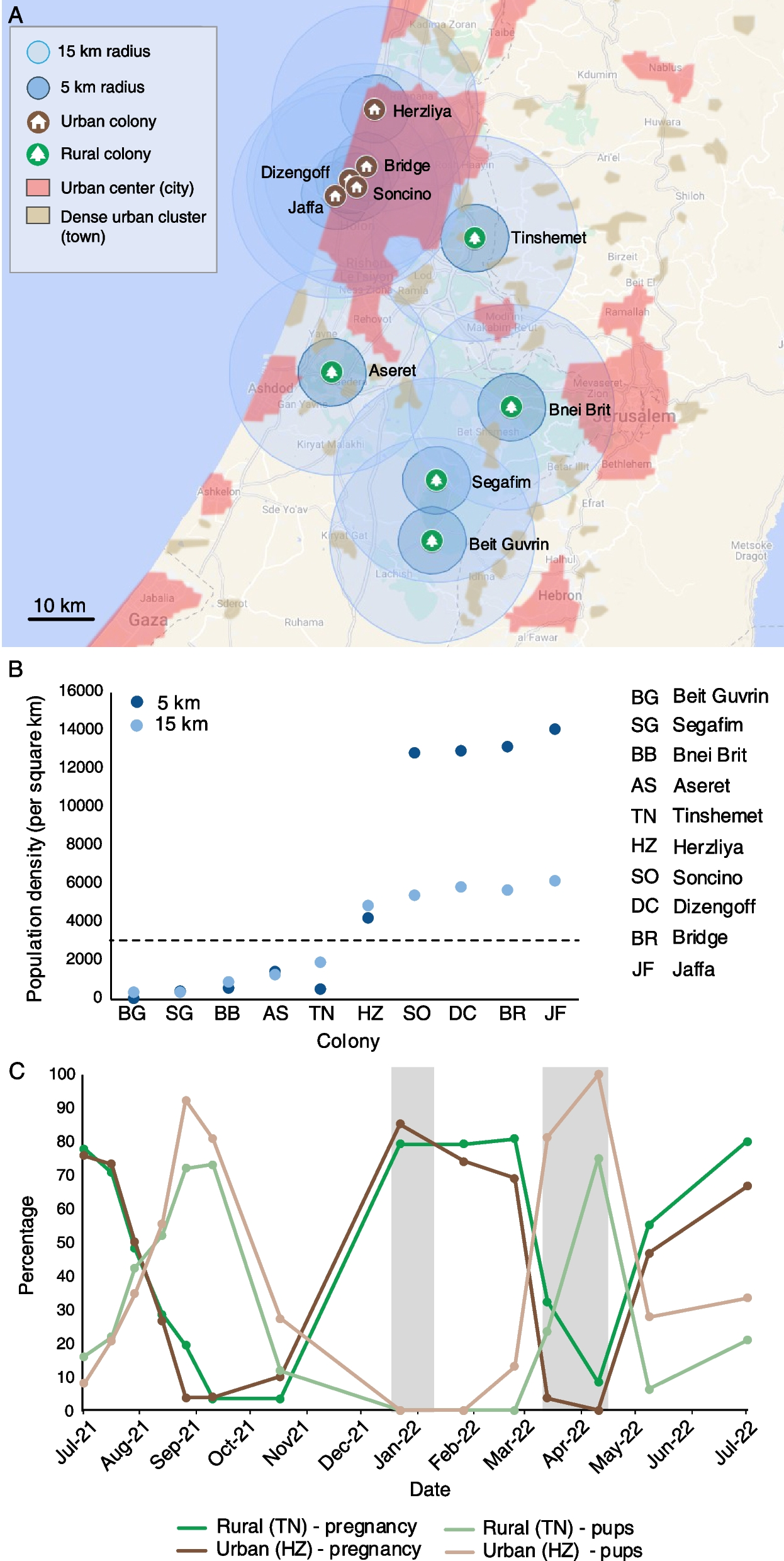 Urban fruit bats give birth earlier in the season compared to rural fruit bats