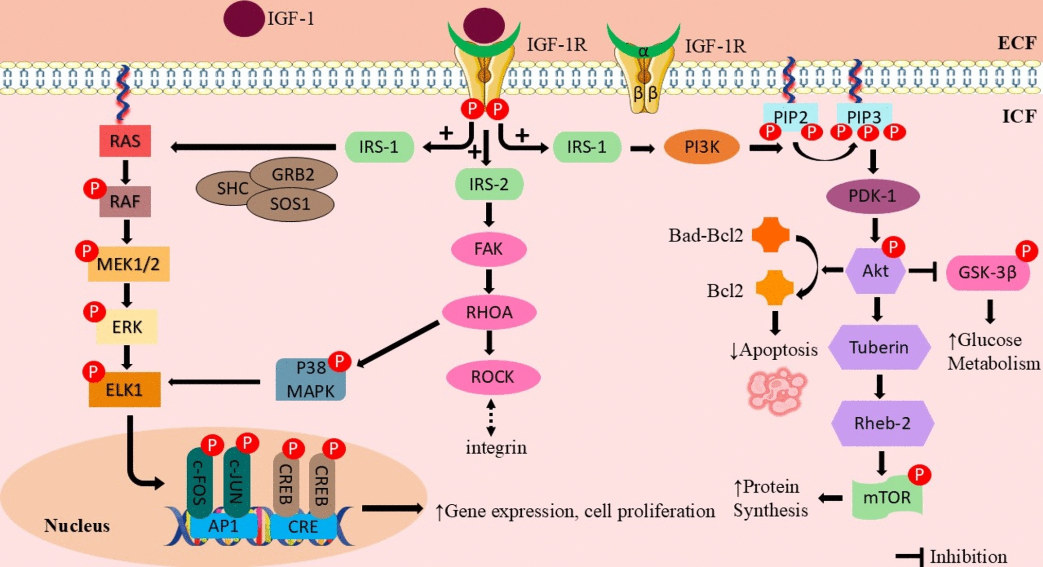 Uncovering the intricacies of IGF-1 in Alzheimer’s disease: new insights from regulation to therapeutic targeting