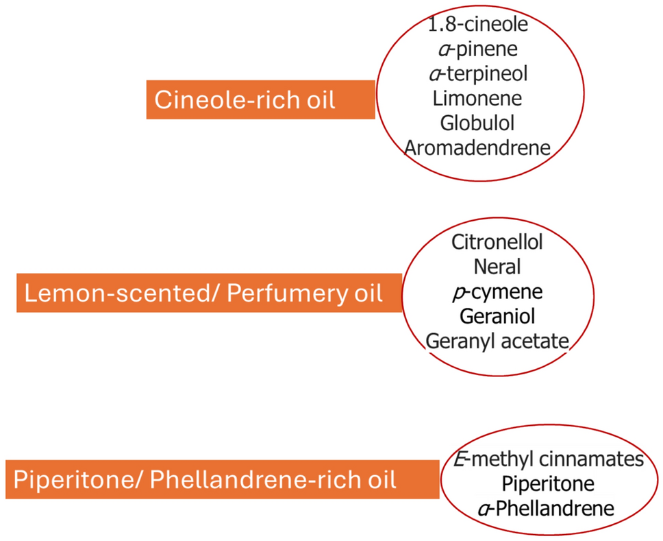 Therapeutic applications of eucalyptus essential oils