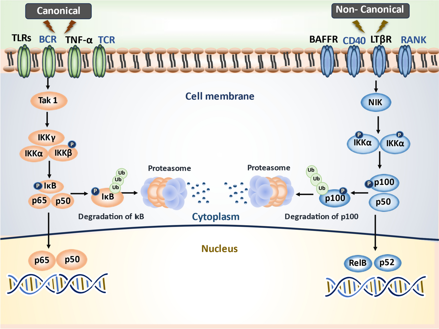 Stimulation, regulation, and inflammaging interventions of natural compounds on nuclear factor kappa B (NF-kB) pathway: a comprehensive review