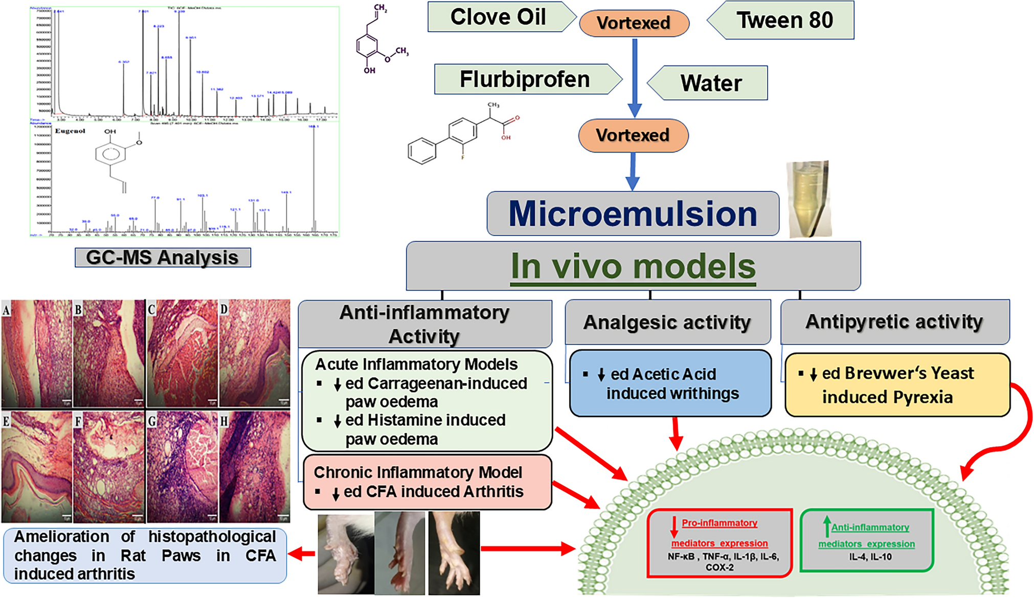 Exploration of molecular interactions responsible for anti-inflammatory attributes of GI friendly micro-sized formulation of flurbiprofen and clove oil