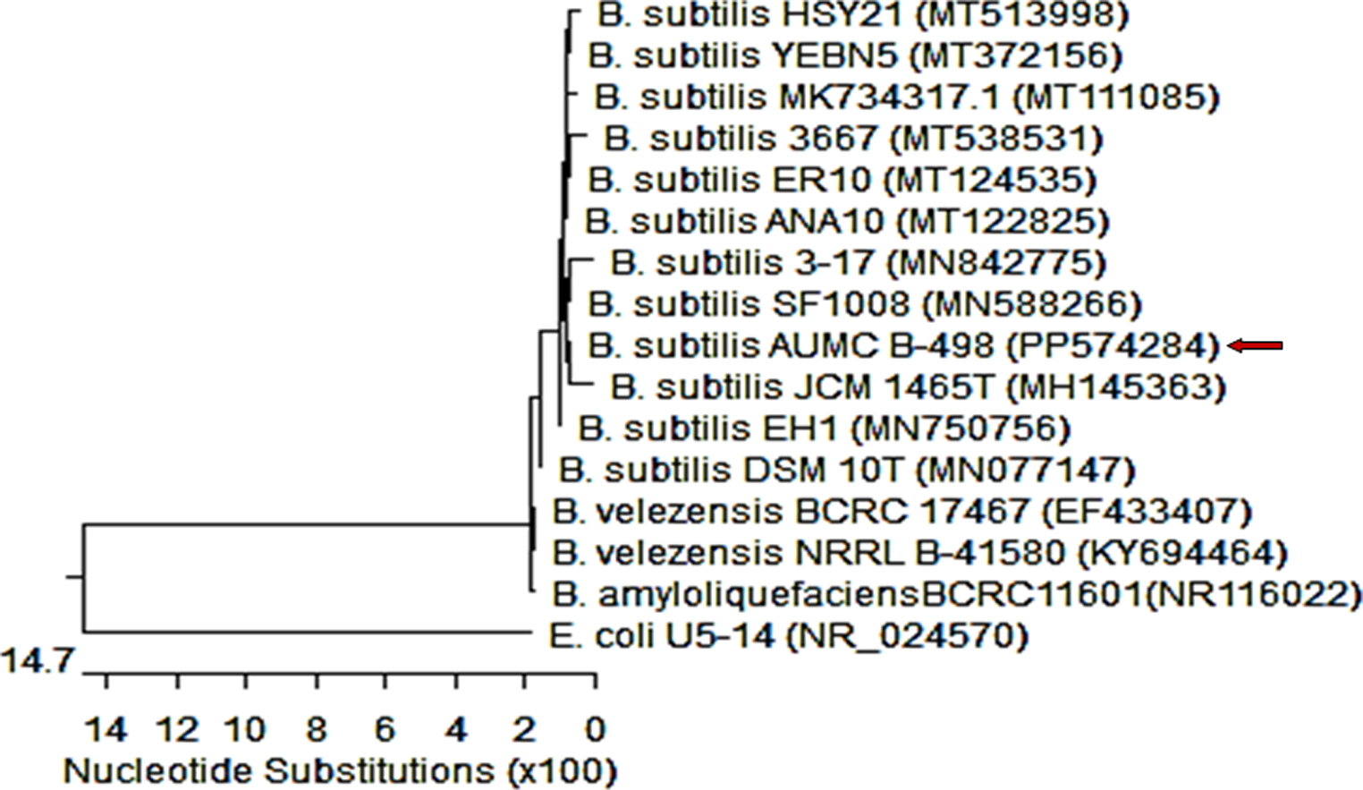 Optimization of citrulline production from a Bacillus subtilis BH-01 isolated from raw buffalo milk