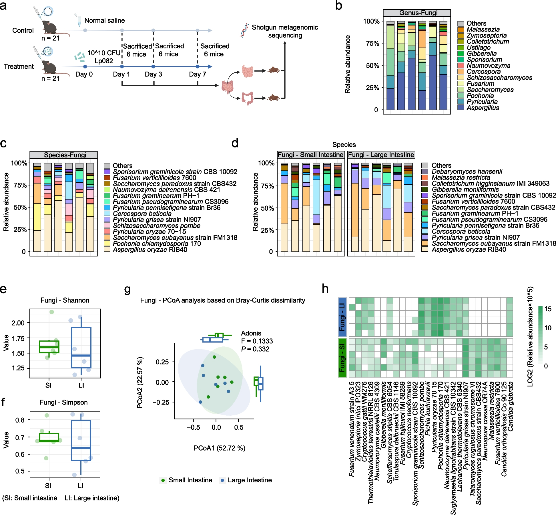 Effects of Lactiplantibacillus plantarum HNU082 intervention on fungi and bacteriophages in different intestinal segments of mice