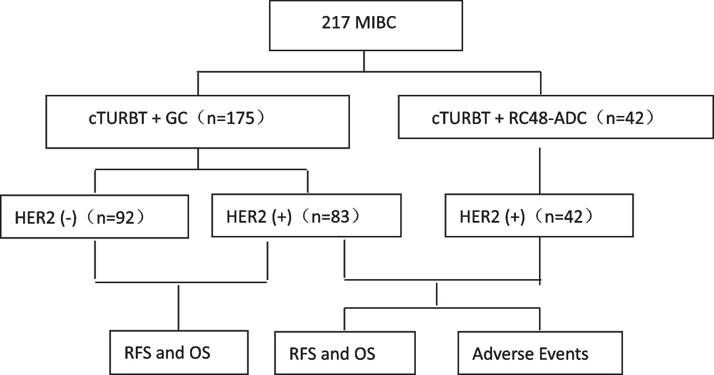 Impact of HER2 Expression on the Prognosis of Muscle-Invasive Bladder Cancer Patients Treated with Bladder-Preservation Comprehensive Therapy