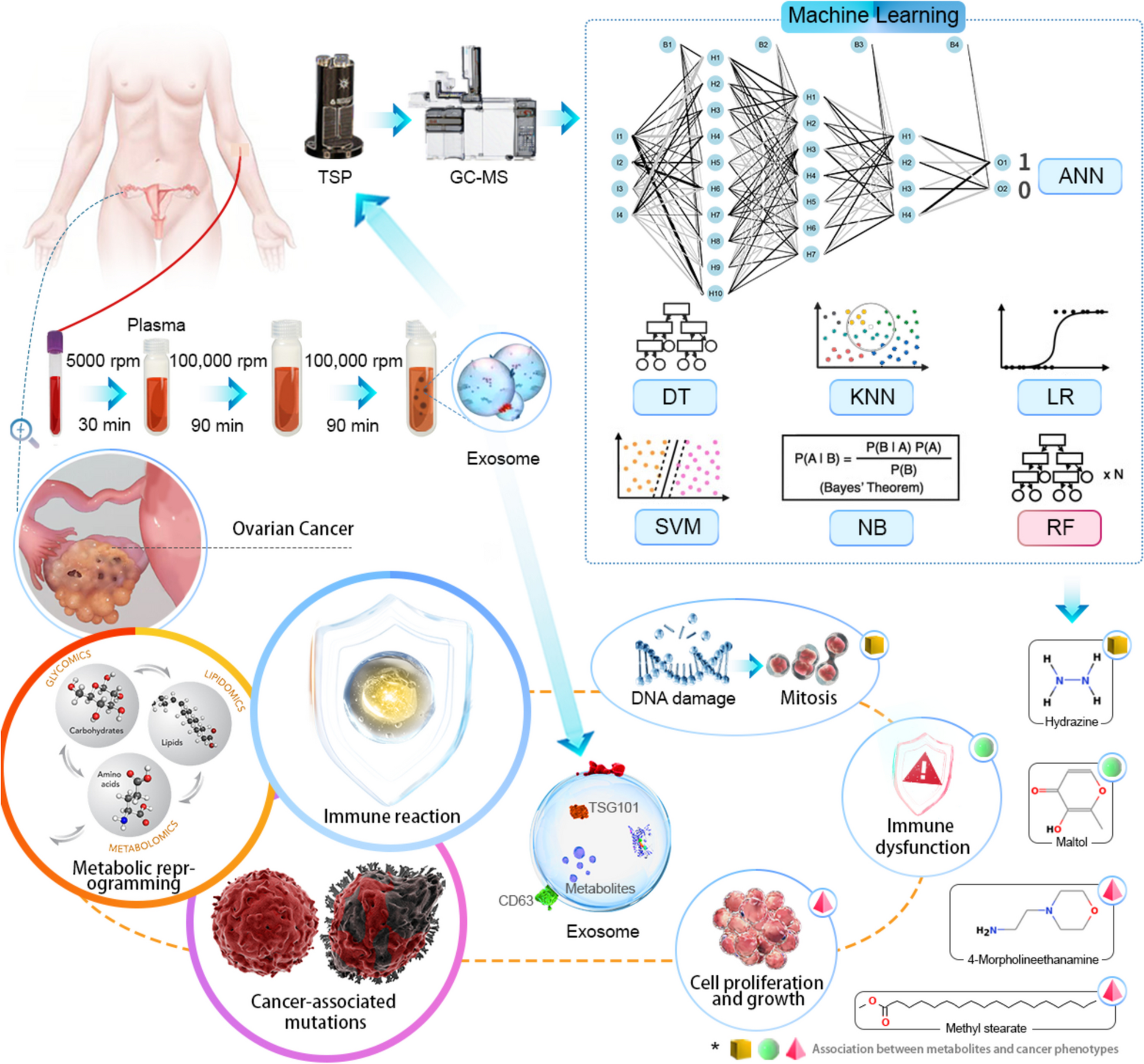 A metabolic fingerprint of ovarian cancer: a novel diagnostic strategy employing plasma EV-based metabolomics and machine learning algorithms