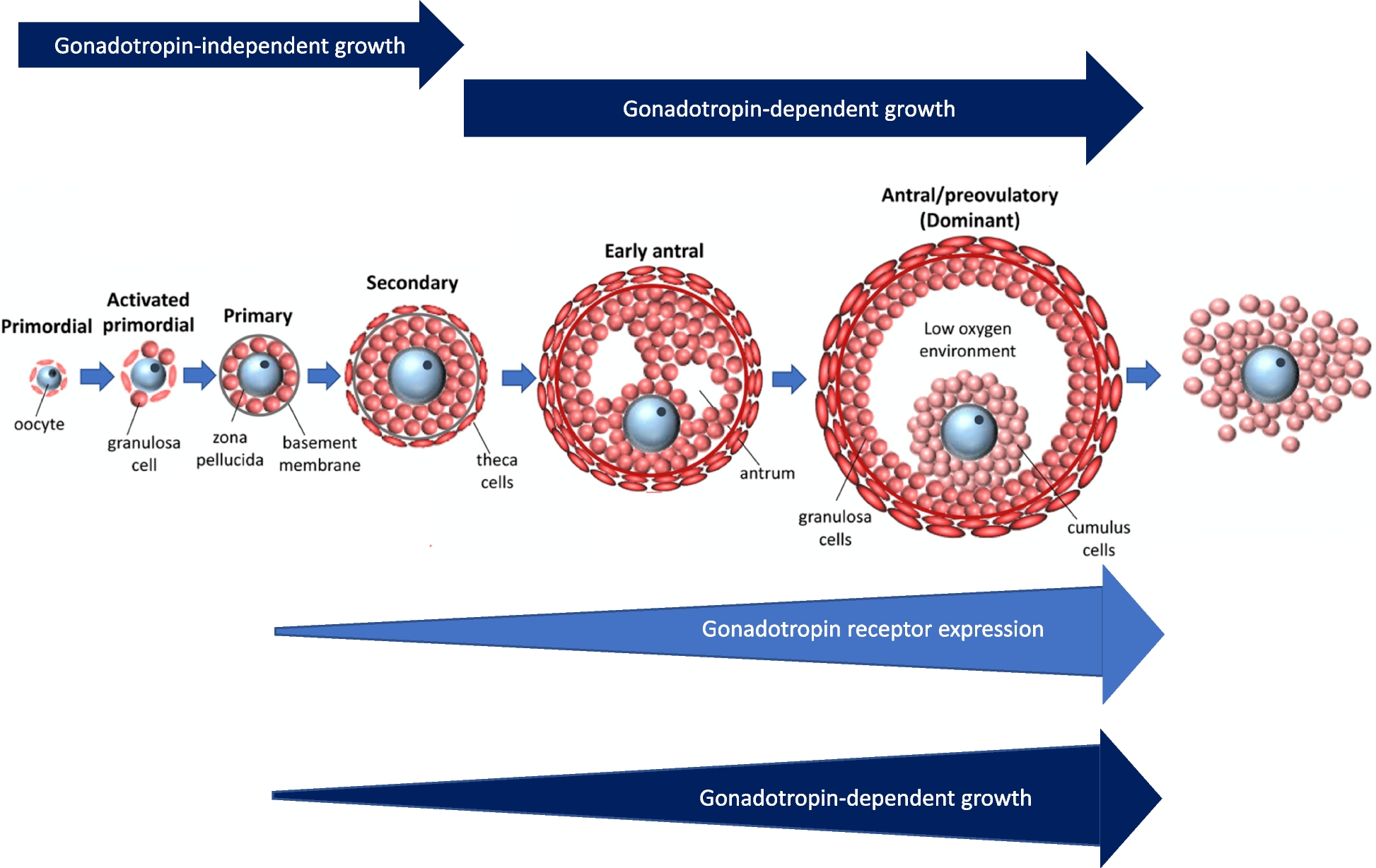 The role of LH in follicle development: from physiology to new clinical implications