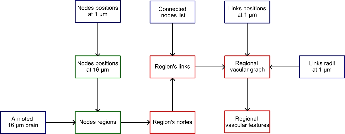 Microvascular structure variability explains variance in fMRI functional connectivity