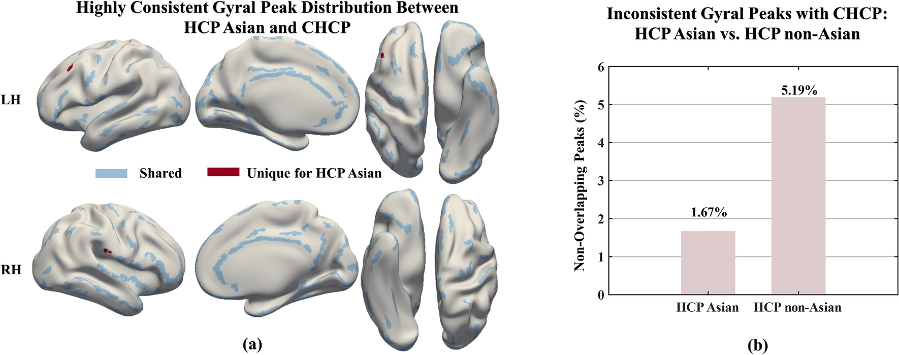 Gyral peak variations between HCP and CHCP: functional and structural implications