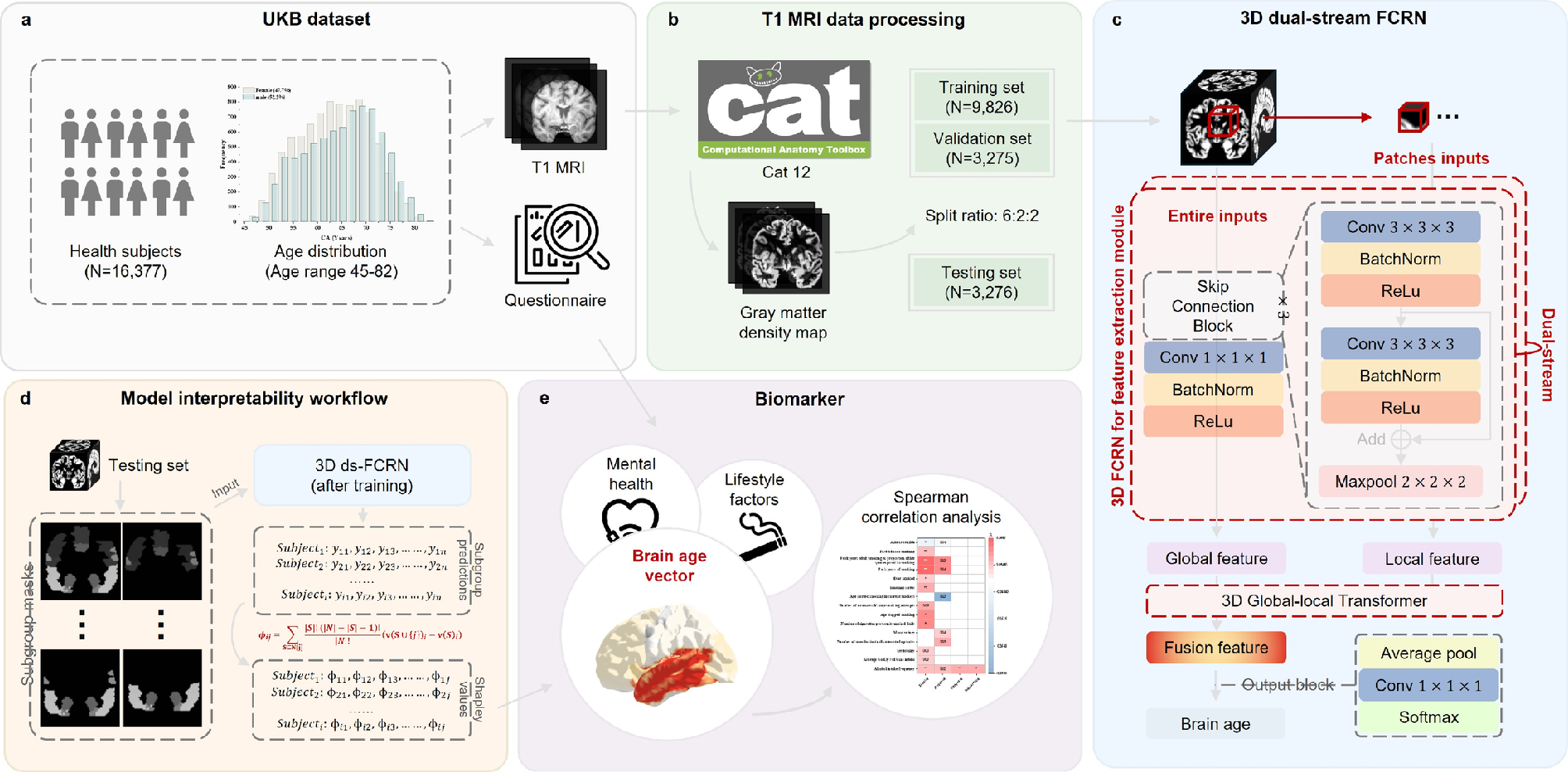 ds-FCRN: three-dimensional dual-stream fully convolutional residual networks and transformer-based global–local feature learning for brain age prediction