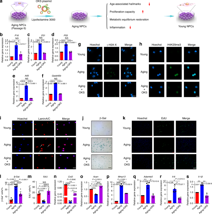 Reprogramming to restore youthful epigenetics of senescent nucleus pulposus cells for mitigating intervertebral disc degeneration and alleviating low back pain