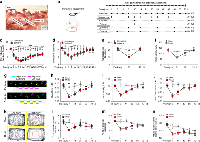 Characterizing a new rat model of chronic pain after spine surgery