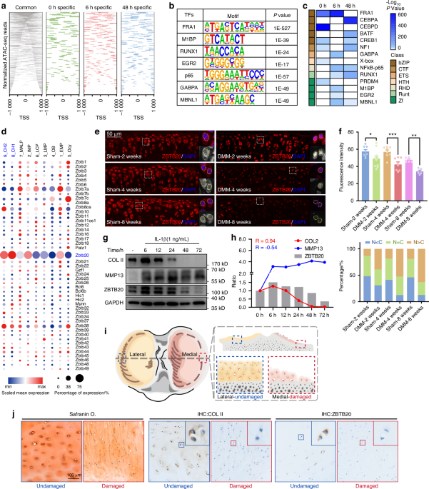 LATS1-modulated ZBTB20 perturbing cartilage matrix homeostasis contributes to early-stage osteoarthritis