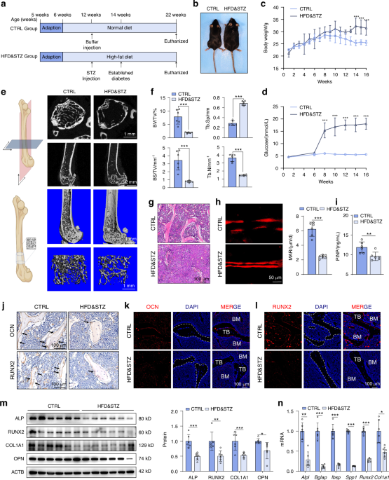 Enhanced SIRT3 expression restores mitochondrial quality control mechanism to reverse osteogenic impairment in type 2 diabetes mellitus