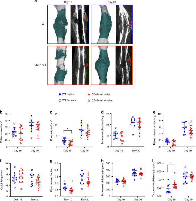 CD47 is required for mesenchymal progenitor proliferation and fracture repair